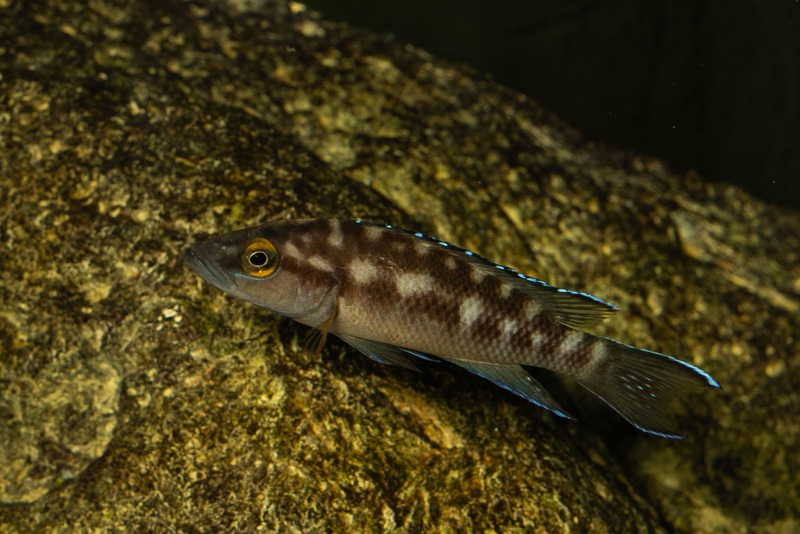 Neolamprologus buescheri 'Kasanga'